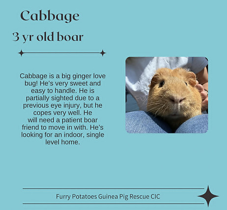 Cabbage.jpg