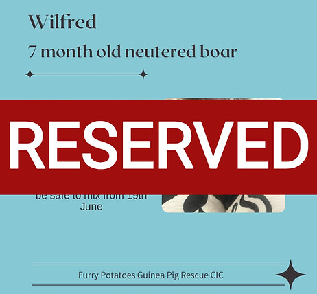 Wilfred_edited.jpg