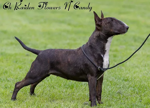Raiden Bull Terriers Stud Dogs Stud service english bull terrier $1,000 (inl) pic hide this posting restore restore this posting. raiden bull terriers stud dogs