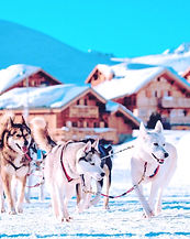 chien alpe dh'uez.jpg