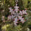 Thumbnail: Crystal Snowflake