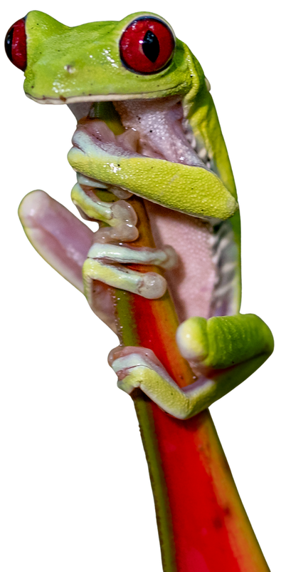 2.png