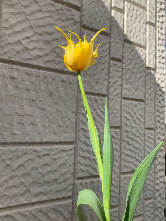 今日は春かなー◇