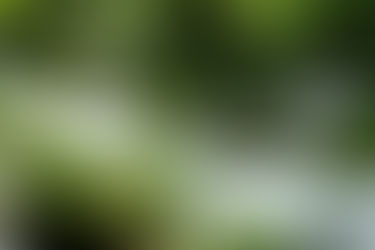 カメラの練習を兼ねて