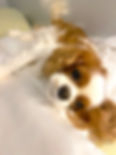 blenheim puppy rescue