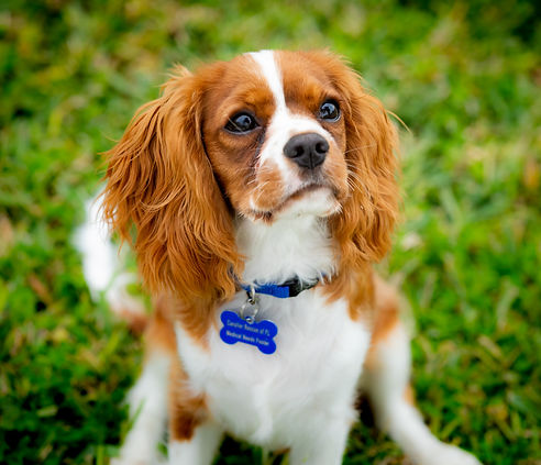 white and tan rescue cavalier