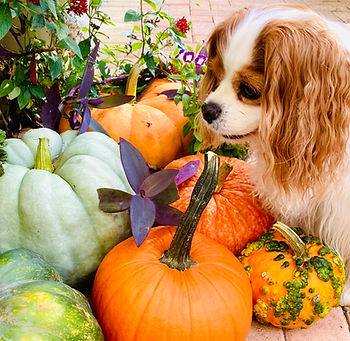 Health tips for your rescue dog