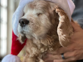 The Gift Of Pure Love