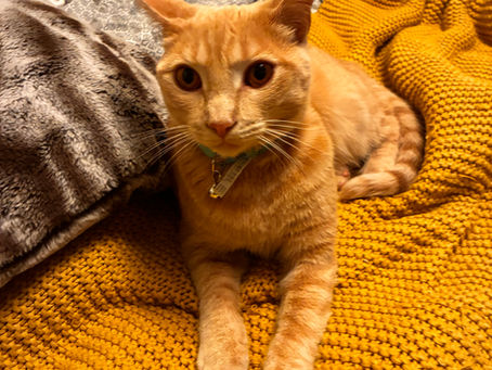 Why Cats Need Playtime Too: Engaging Indoor Activities