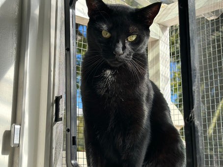 Supplements That Can Boost Your Cat’s Skin and Coat Health 🐱✨