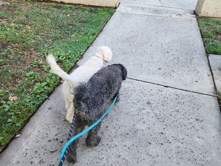 Safety Tips for Walking Dogs in Hot Weather ☀️🐾