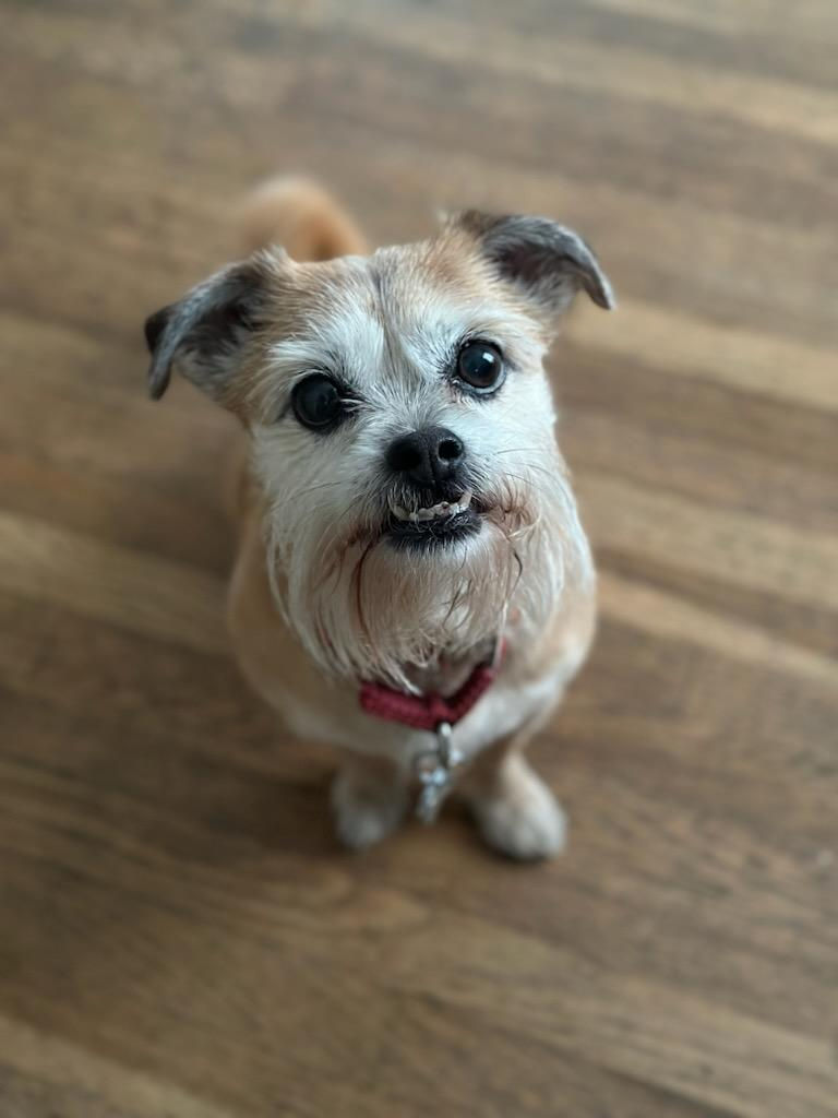 How Exercise Helps Prevent Destructive Behavior in Dogs 🐕💪