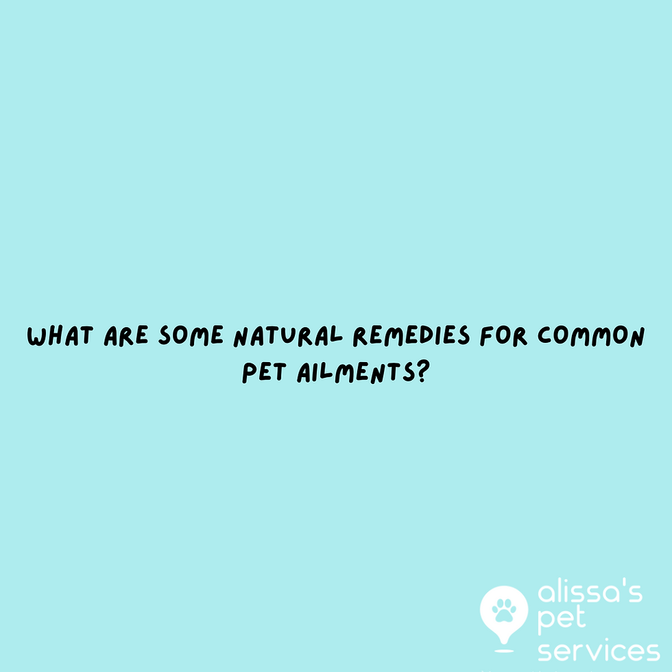 Natural Remedies for Common Pet Ailments