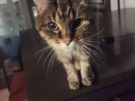 How to Keep Your Indoor Cat Mentally Stimulated and Engaged