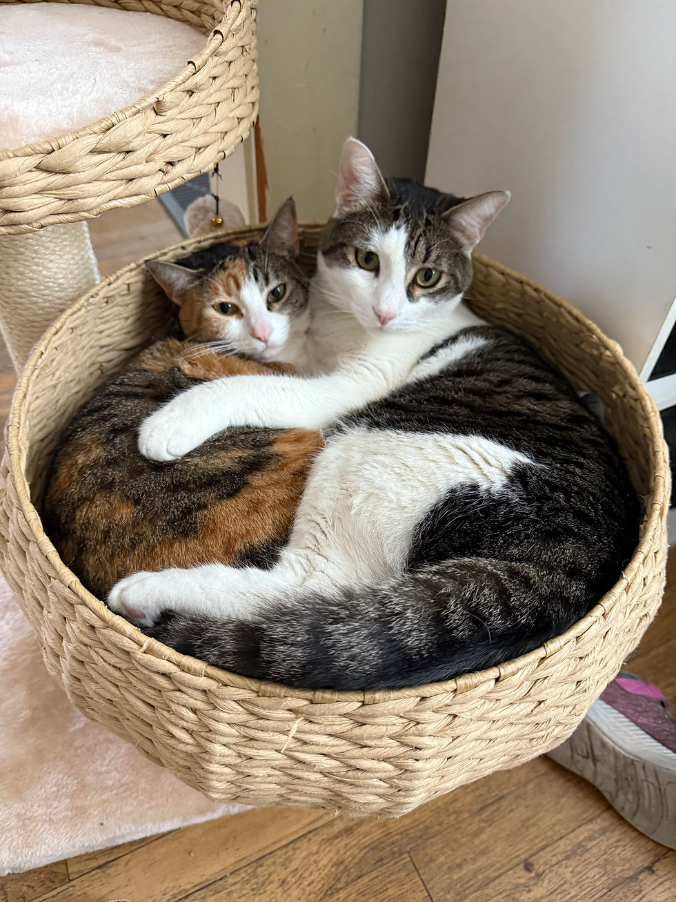 How to Introduce a New Cat to Your Home: A Step-by-Step Guide 🐱🏡