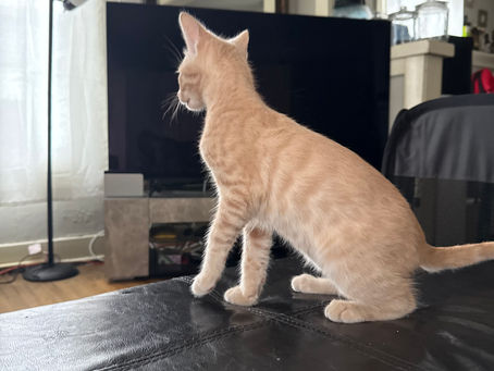 How to Set Up the Perfect Cat Enrichment Environment at Home 🐱🏡