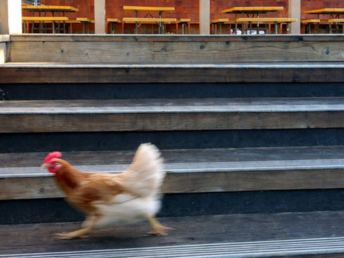BREAKING: LIVE CHICKEN ESCAPES FACULTY KITCHEN, NOW AT LARGE  