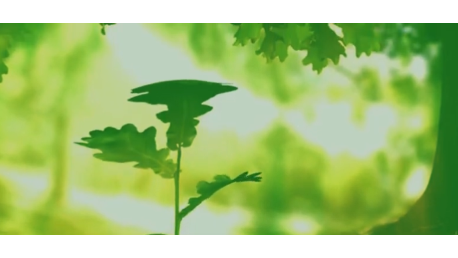 Biophilia: Does Visual Contact With Nature Impact Health And Well-Being? content media