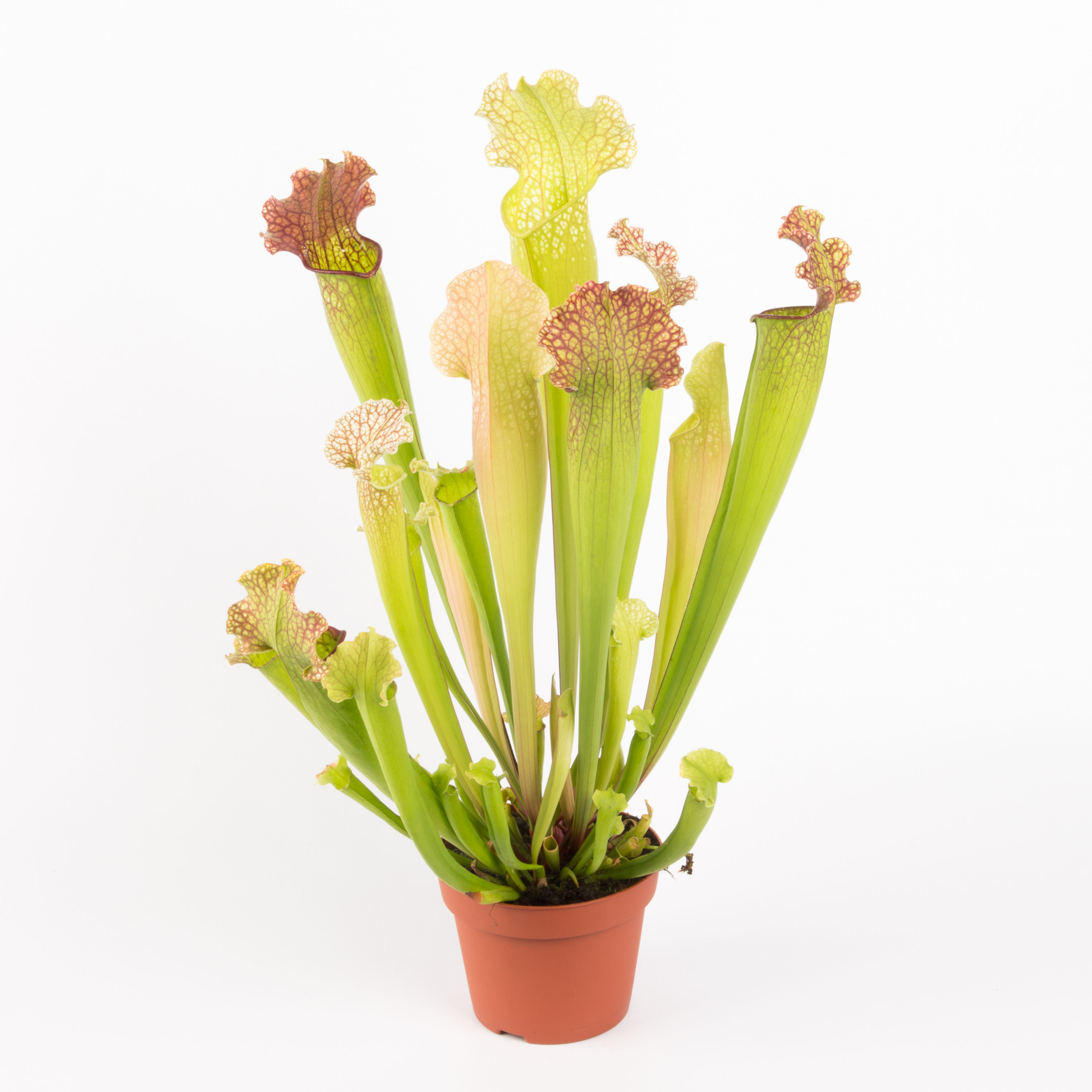 Pitcher Plant ‘Saracenia velvet’