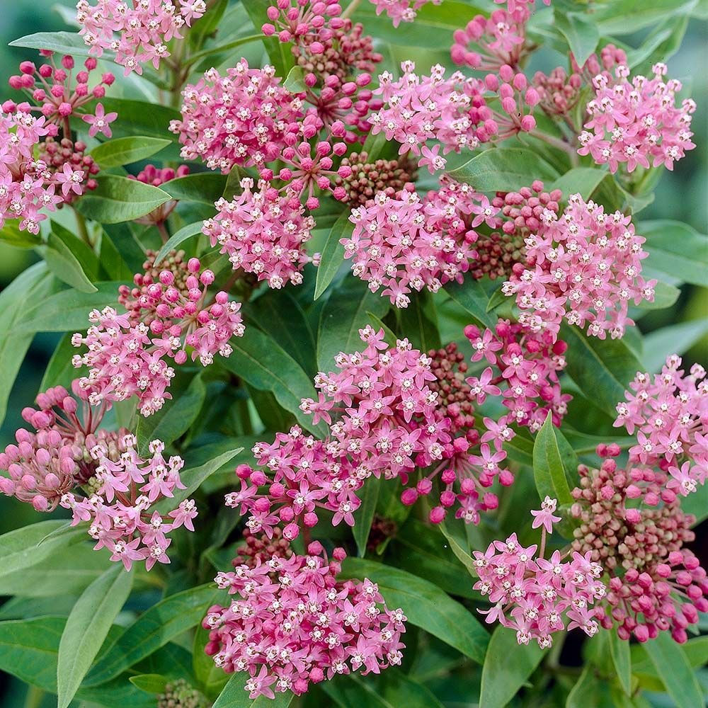 Swamp Milkweed ‘Cinderella’ Asclepias incarnata