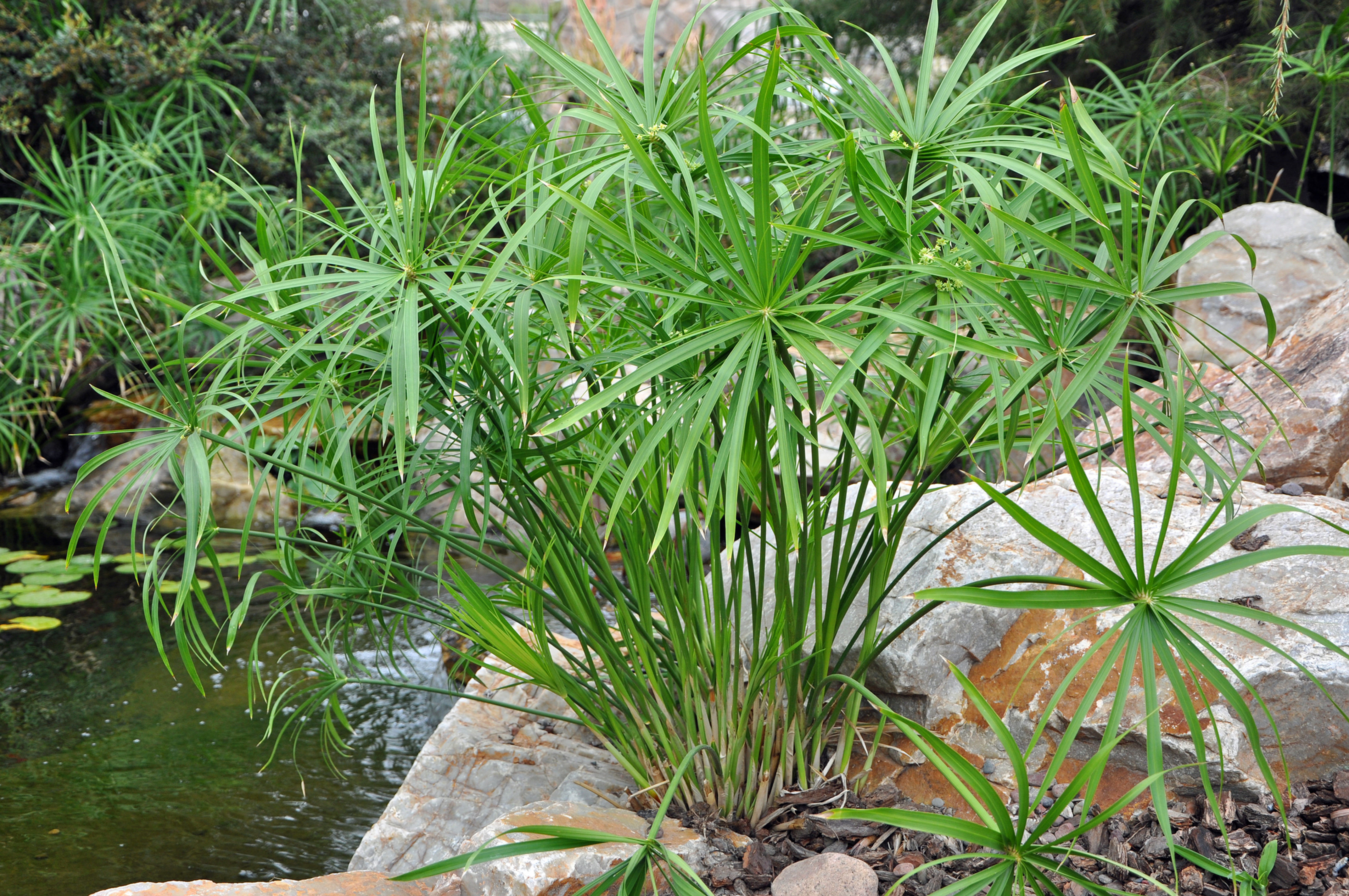 Papyrus ‘Baby Tut’ Cyperus alternifolius