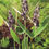 Thumbnail: Hardy Water Canna ‘Thalia dealbata’