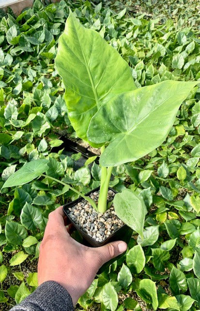 Alocasia ‘Calidora’