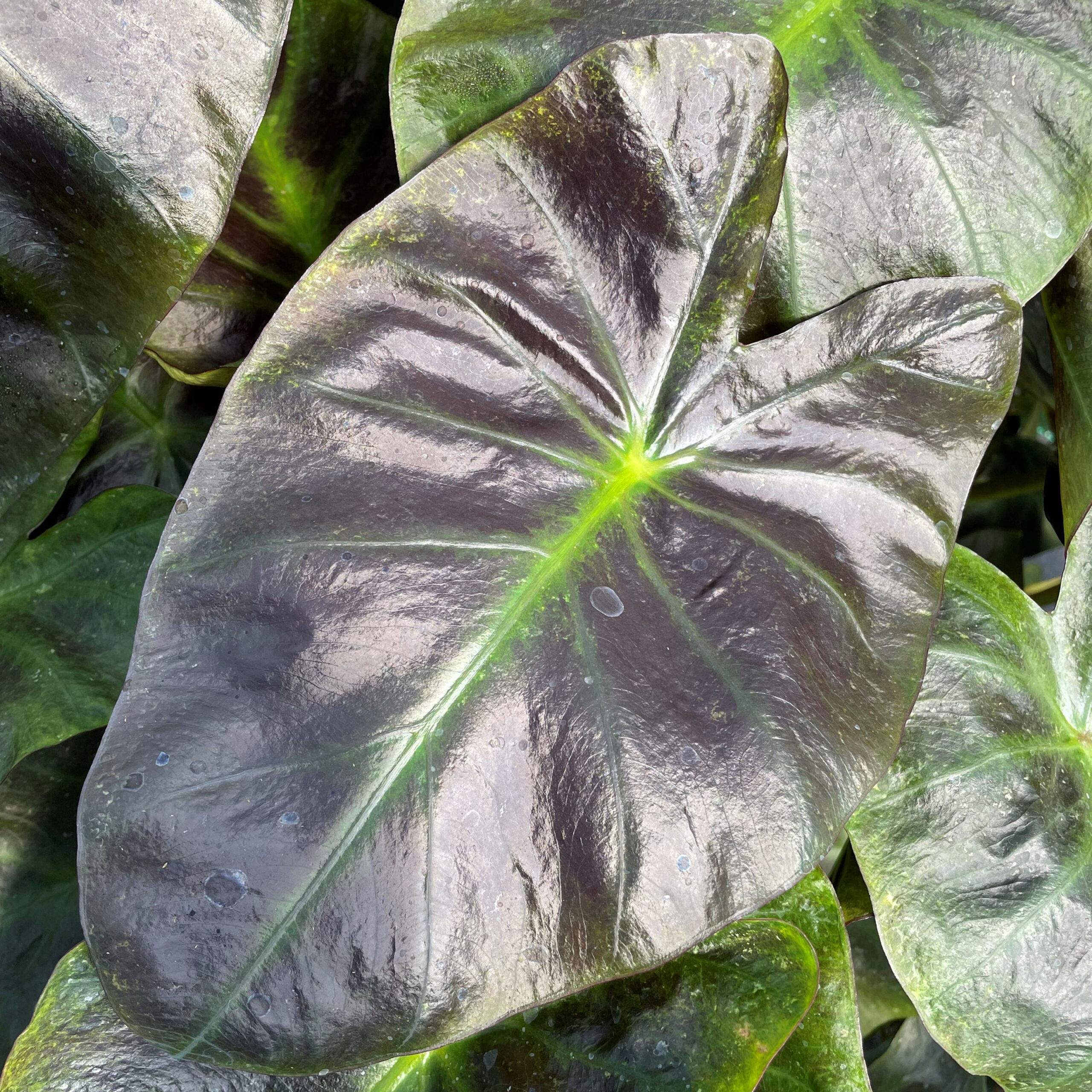 Colocasia ‘Aloha’