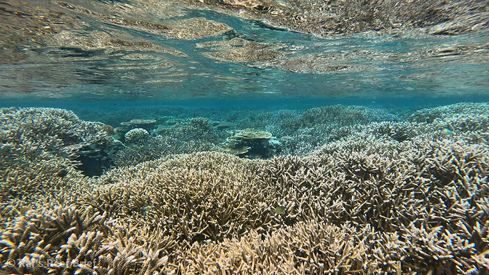 Acropora from a hard Coral Reef while snorkeling in North Raja Ampat, Indonesia