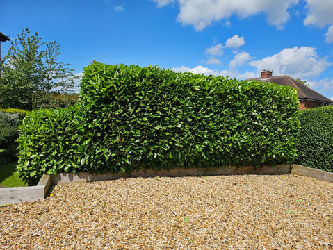 A well-maintained, newly trimmed hedge borders the front of a house, adding to its visual charm