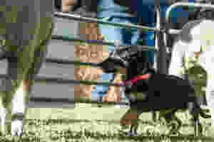 Maybe I can stare it down!!