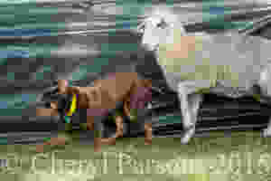 I'm gunna kick your butt in 1..2..