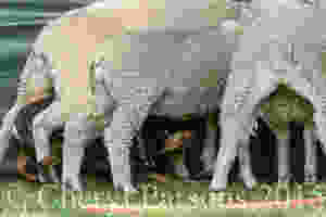 Oh shute! Now I've done it!