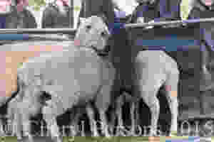 Boing...boing...I'll eventually make it!