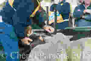 Oh, I reeeeaaaally don't want to do this....pleeeeaaase!