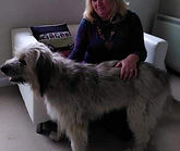 Dog healing