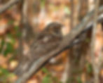 Nightjar wander (members only)