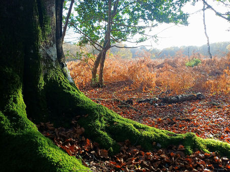 Looking to advance your intuition or healing?... Sit with a tree