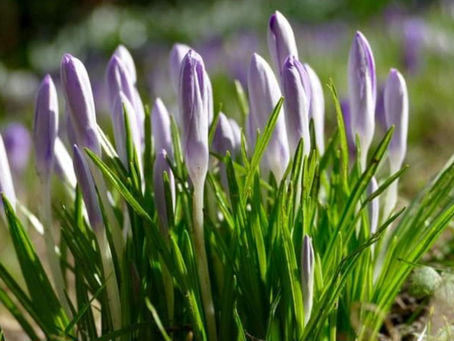 Catkins and crocuses