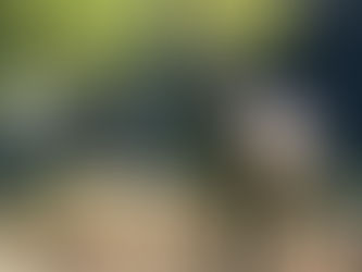 Deer of the New Forest.