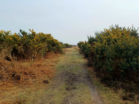 New Forest - a wander amongst ancient land.