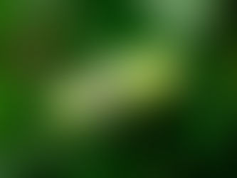 The king of the forest