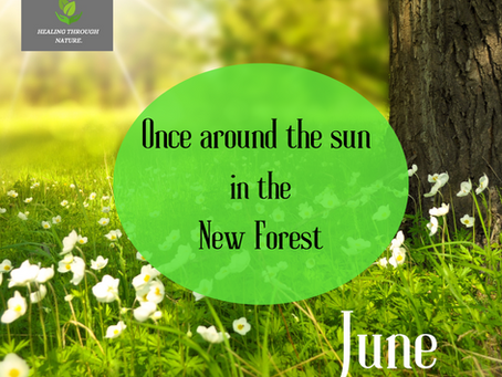 June in the New Forest.