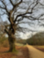 *FULLY BOOKED* Tilery Road circular walk