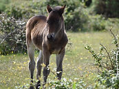 New Forest Foal