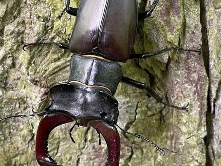 Stag beetles - messengers from the thunder god!