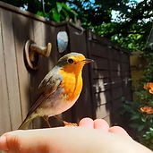 animal healing for wildlife