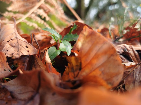 The codes of remembering