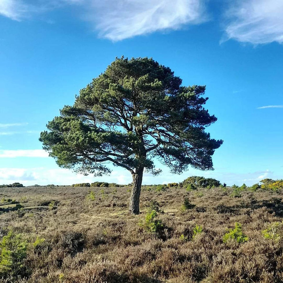 *FULLY BOOKED* Setthorns circular walk