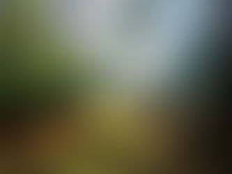 Thoughts and friends on an autumnal stroll